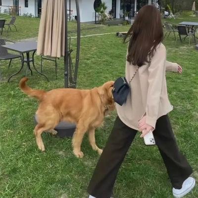 小鬼当家5 在线观看封面